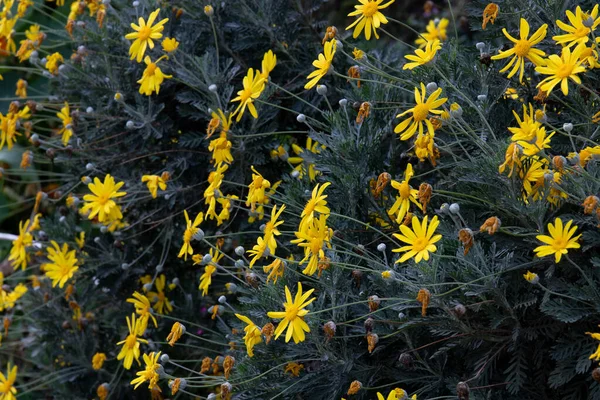 Żółta Daisy Krzaczasta Euryops Pectinatus Srebrna Gwiazda Euryopsa Szarymi Liśćmi — Zdjęcie stockowe