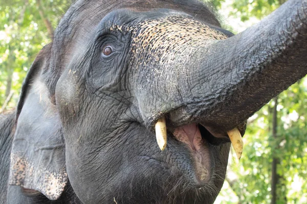 Pose Engraçada Pequeno Elefante — Fotografia de Stock