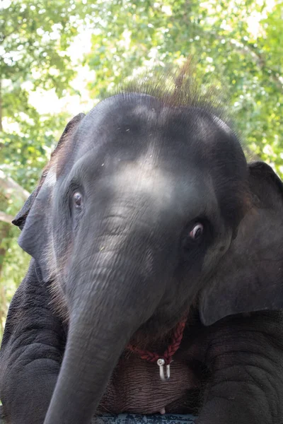 Pose Engraçada Pequeno Elefante — Fotografia de Stock