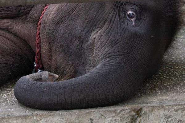 Funny Pose Pequeño Elefante — Foto de Stock