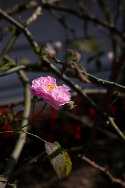 Rosas Rosas Rosas Bonitas Frágeis Estão Florescendo Para Receber Temporada — Fotografia de Stock