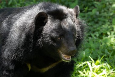 Mutlu Kara Ayı Yeşil Yard 'da dinleniyor.