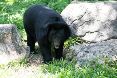 Mutlu Kara Ayı Yeşil Yard 'da dinleniyor.