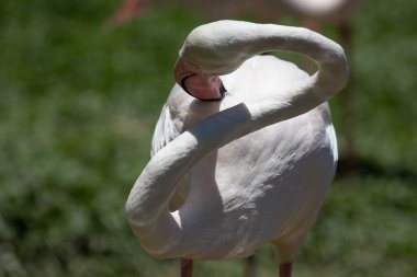 Güzel bir Beyaz Flamingo 'nun Zarif Pozu