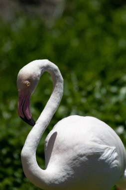 Güzel bir Beyaz Flamingo 'nun Zarif Pozu