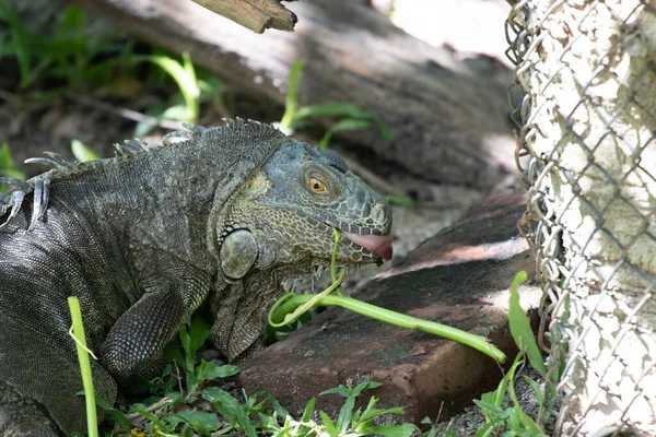 Gros Plan Iguane Vert — Photo