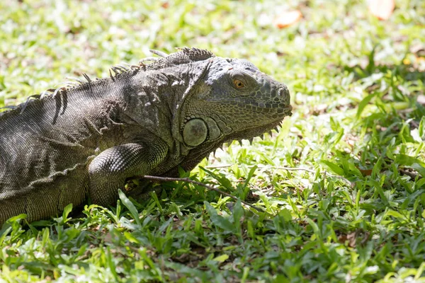 Gros Plan Iguane Vert — Photo