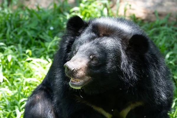 Happy Black Bear Resting Green Yard — Fotografia de Stock