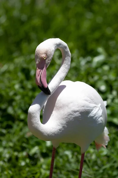 Elegáns Pose Egy Gyönyörű Fehér Flamingo — Stock Fotó