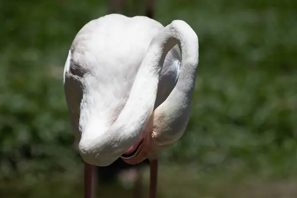 Een Elegante Neus Van Een Mooie Witte Flamingo — Stockfoto