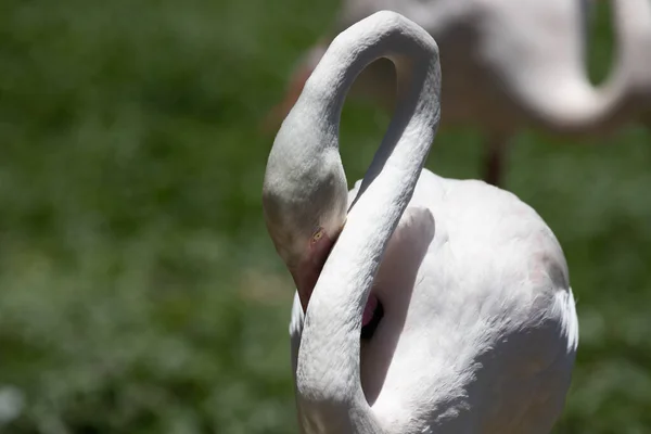 Elegant Pose Beautiful White Flamingo — Stock Fotó
