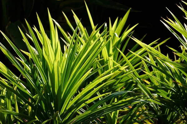 Amazing Curve Green Leave Bushes Park Background — Stock Photo, Image