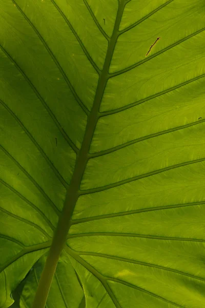 Wonderful Composition Detail Texture Pattern Green Leaf — Zdjęcie stockowe