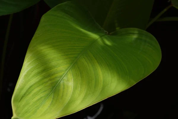 Wonderful Composition Detail Texture Pattern Green Leaf — Fotografia de Stock