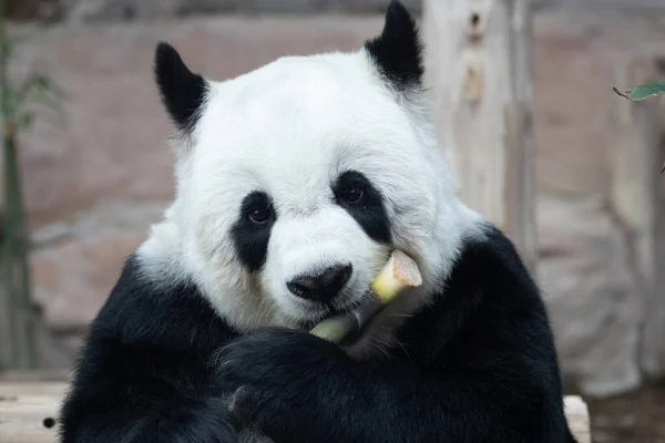 Boldog Játékos Panda Eszik Bambusz Keksz — Stock Fotó