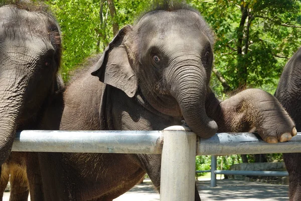 Joven Elefante Feliz Está Jugando Con Madre — Foto de Stock