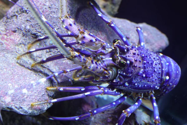 水族箱里漂亮的蓝龙虾 — 图库照片