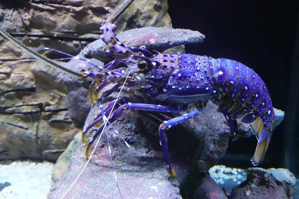 水族箱里漂亮的蓝龙虾 — 图库照片