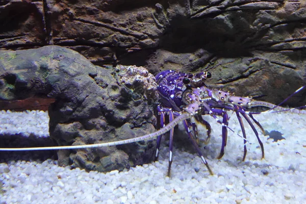 水族箱里漂亮的蓝龙虾 — 图库照片