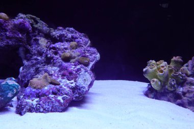 Komik balık, gri ve benekli kamuflajı taşın rengine benziyor.