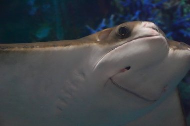 Komik Stingray, yüzü cama yapıştığında gülümsüyor gibi görünüyor.