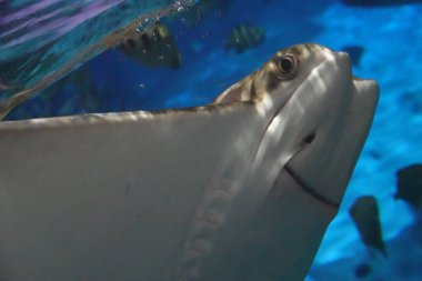 Komik Stingray, yüzü cama yapıştığında gülümsüyor gibi görünüyor.