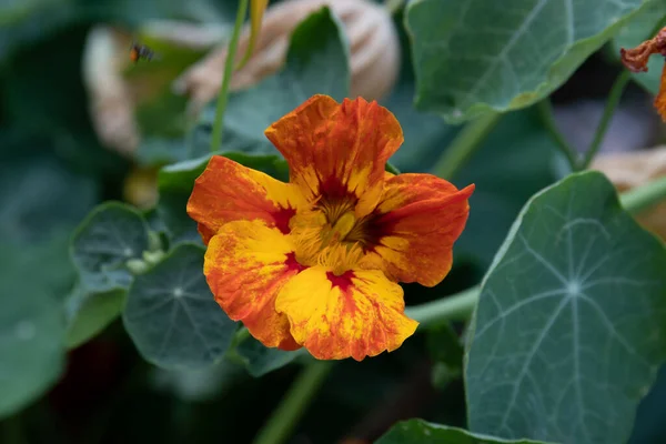 Parlak Renkli Çiçek Bahçe — Stok fotoğraf