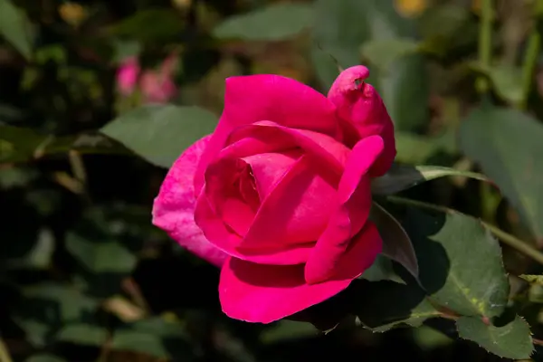 Bright Colorful Rose Blooming Welcome Summer Season — Fotografia de Stock