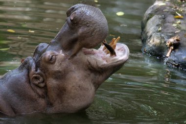 Güneşli bir günde, Hippopotamus zamanlarını hep gölde geçirir.