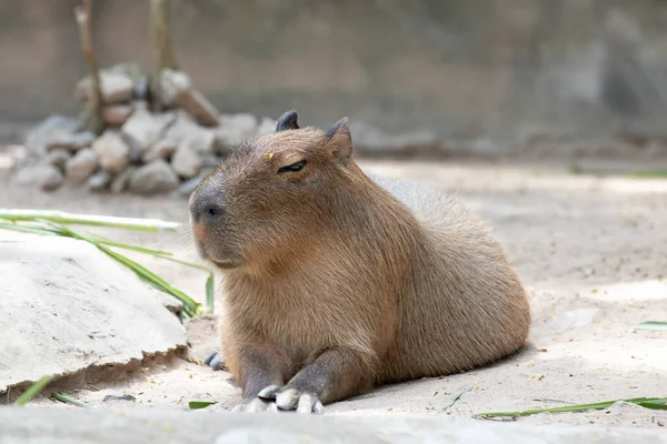 Capybara 'nın komik duruşu, dev bir mağara kemirgeni