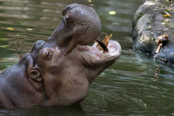 Sunny Day Hippopotamus Always Spend Time Pond — Photo