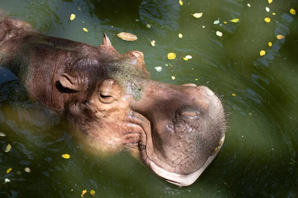Sunny Day Hippopotamus Always Spend Time Pond — Zdjęcie stockowe