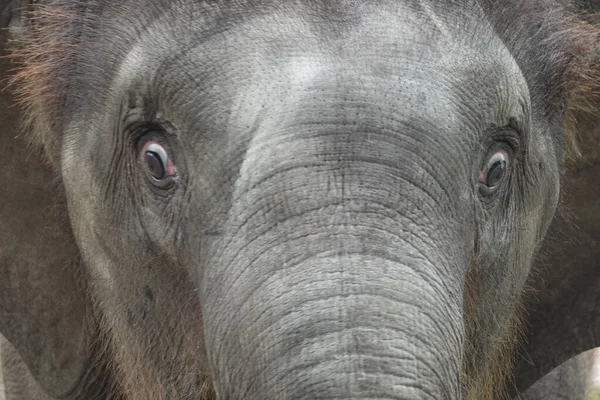 Retrato Joven Elefante Juguetón — Foto de Stock
