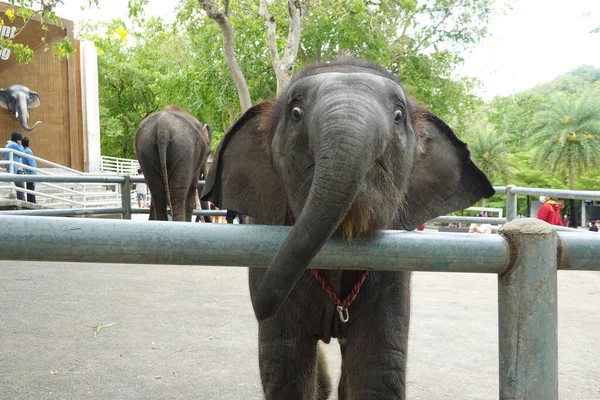 Elefante Feliz Engraçado Brincalhão — Fotografia de Stock