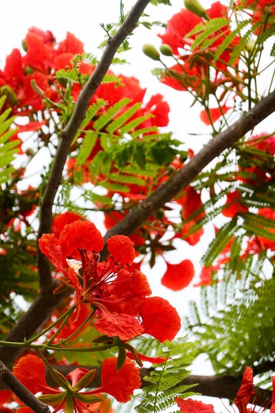 Bright Red Flowers Summer Blooming All Park — Photo