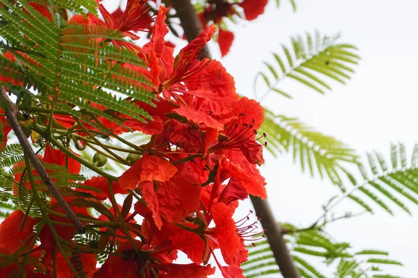 Jasně Červené Květy Létě Kvetoucí Celém Parku — Stock fotografie