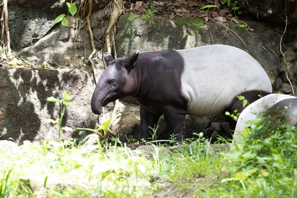 Tapir Noir Blanc Mignon Reposant Après Heure Déjeuner — Photo