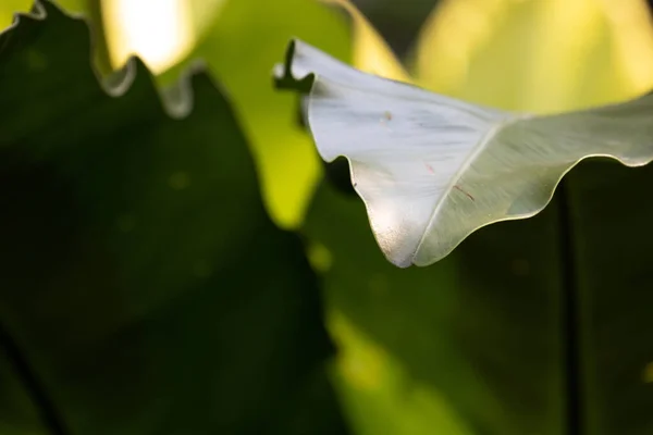 Beauty Nature Curve Fresh Leaves Showing Detail Texture Pattern Leaves — Stockfoto