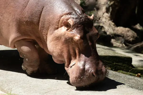 Happy Hippopotamus Pond —  Fotos de Stock