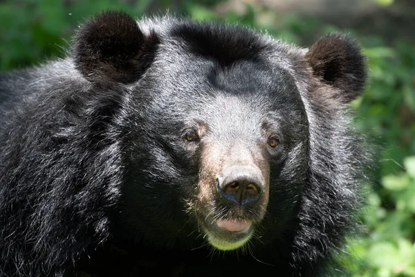 Щасливий Чорний Ведмідь Зеленій Ярді — стокове фото