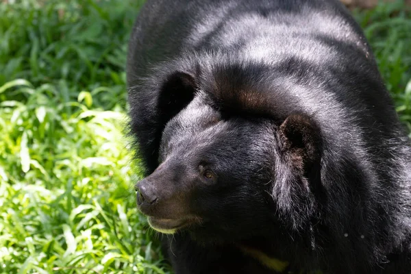 Счастливый Черный Медведь Отдыхает Зеленом Дворе — стоковое фото