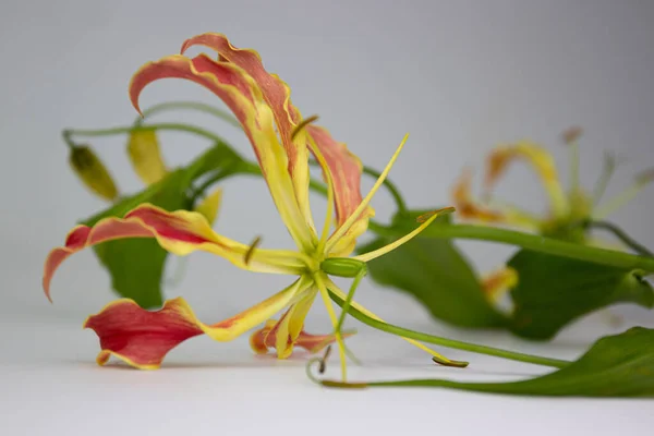 Beauty Nature Amazing Bokeh Framing Petals — Stock Fotó