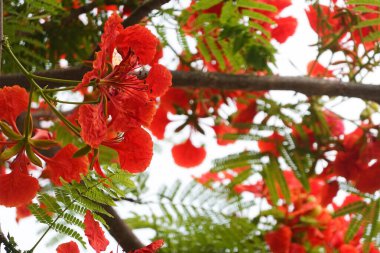 Yazın Parlak Kırmızı Çiçekler Parkta çiçek açıyor