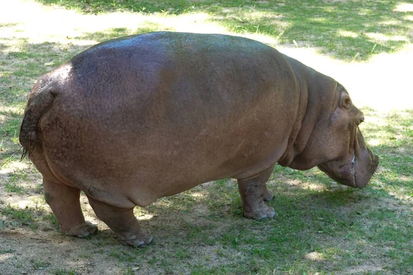 Mignon Hippopotame Est Waddling Après Heure Déjeuner — Photo