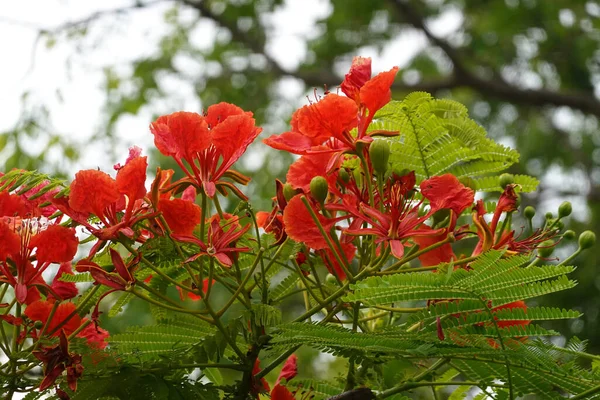 Яскраві Червоні Квіти Літнього Цвітіння Всьому Парку — стокове фото
