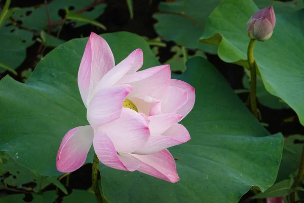 Schöne Rosa Lotusblüten Mit Dem Hintergrund Der Grünen Lotusblätter — Stockfoto