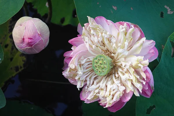 Schöne Rosa Lotusblüten Mit Dem Hintergrund Der Grünen Lotusblätter — Stockfoto