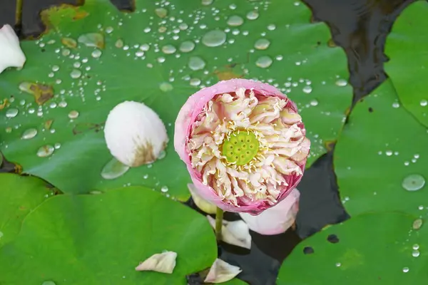 美丽的粉红莲花 背景为绿色莲叶 — 图库照片