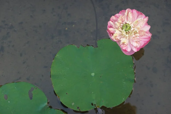 Beautiful Pink Lotus Flowers Background Green Lotus Leaves — 스톡 사진
