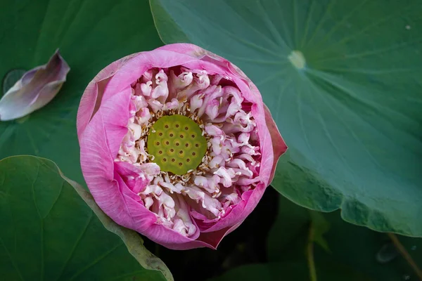 Schöne Rosa Lotusblume Seerosen Teichgarten — Stockfoto